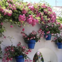 Cordoba Patio Festival