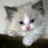 Cute Ragdoll Kitty