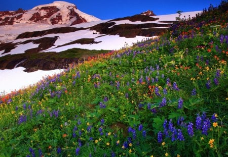 Mountain wildflowers - nice, slope, sky, freshness, colorful, field, meadow, pretty, snowy, grass, fresh, summer, peak, lovely, nature, snow, beautiful, flowers, wildflowers