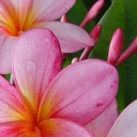 Plumeria