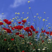 Wild Flowers