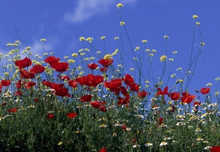 Wild Flowers - daisies, field, sky, poppies