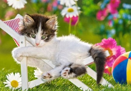 Siesta - flowers, garden, kitty, chair