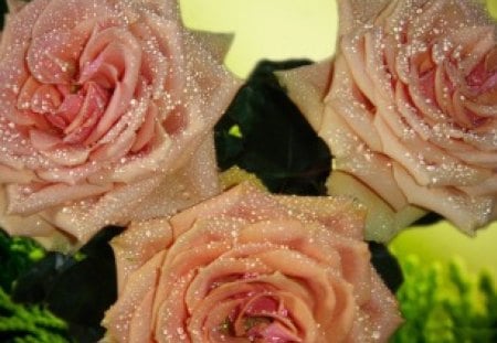 Wet roses - roses, wet, dew, nature, pink, orange, green, flower, drops