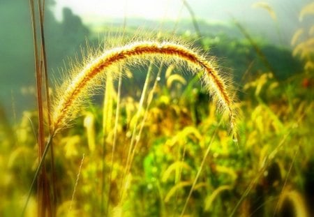 Morning grass - glow, morning, grass, nature