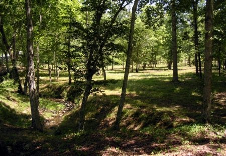 Just Before Crossing... - Nature, Creek, Spring, Forests