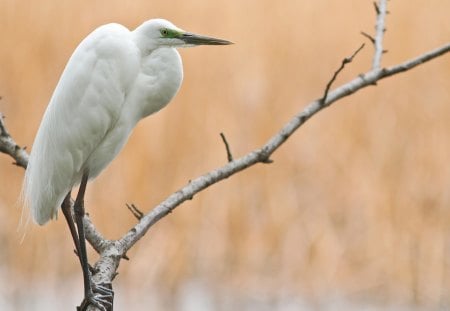 *** Heron *** - white, animal, animals, heron