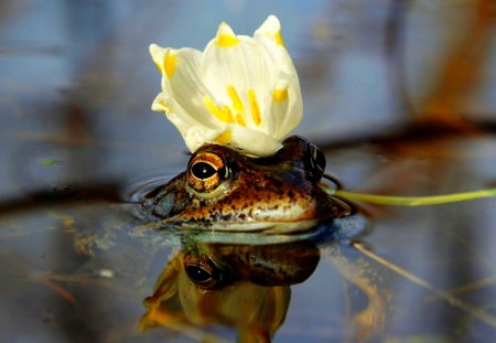 FROG PRINCESS - flower, princess frog, water, crown