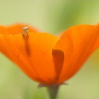 In a poppy