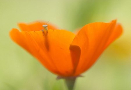 In a poppy - sping, wallpaper, cute, flowers, field, poppy, nature