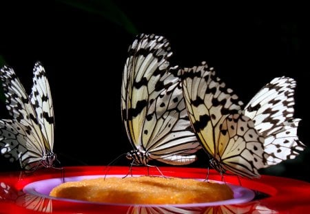 BUTTERFLIES - butterfly, black, background, three