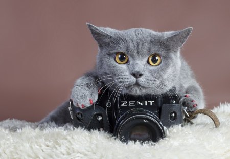 Cat - sleepy, cute, beautiful, cat, sleeping, kitty, cats, hat, cat face, paws, face, animals, pretty, beauty, sweet, kitten, lovely