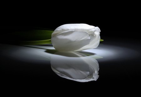 White Tulip - white, reflection, tulip, elegant, flower