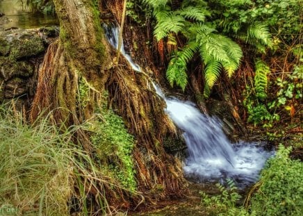 Little Creek - water, tree, plants, fern