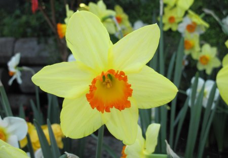 Flowers Rejuvenate life 26 - yellow, photography, daffodils, orange, flowers, garden