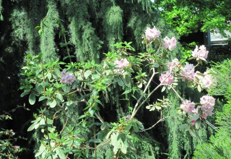 Flowers Rejuvenate life 29 - trees, pink, photography, green, flowers, garden