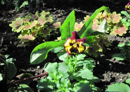 Flowers Rejuvenate life 34 - pansy, yellow, photography, green, flowers, garden