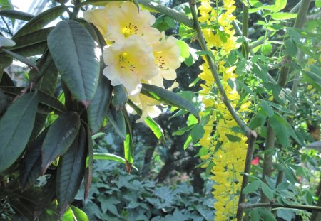 Flowers Rejuvenate life 35 - trees, yellow, photography, green, leaf, flowers, garden