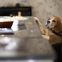 *** Dog in a kitchen ***