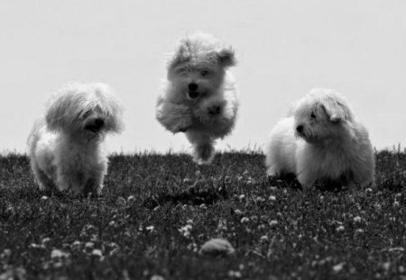 Playful puppies - dogs, wallpper, image, new, color