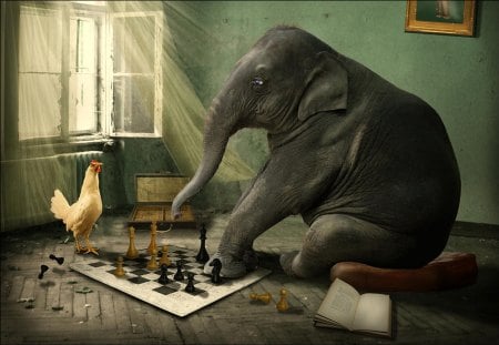 elephant chess - bird, play, elephant, chess, animals