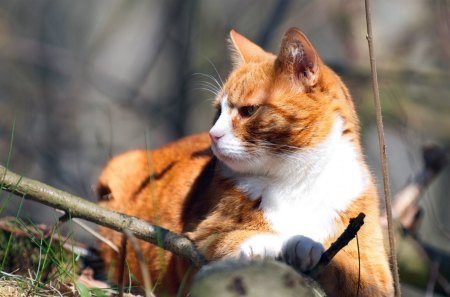 *** Ginger cat *** - cat, cats, animal, animals