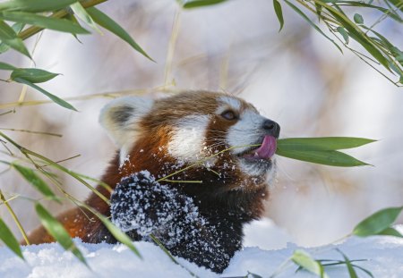 *** Red panda *** - panda, animal, red, animals