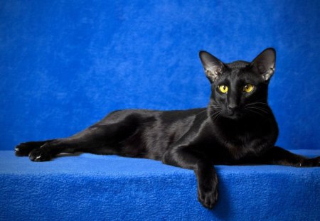 *** Black cat ***