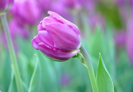 *** Tulips *** - flowers, flower, nature, tulips