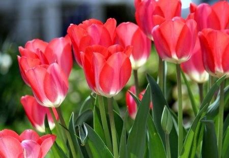 *** Red tulips *** - flowers, red, nature, tulips