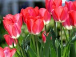 *** Red tulips ***