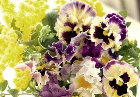 *** Beautiful colorful pansies *** - p, flower, flowers, pansiens, nature