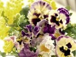 *** Beautiful colorful pansies ***