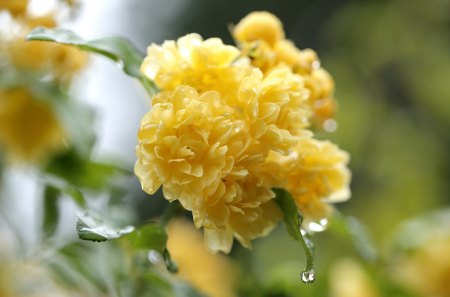 *** Brautifl yellow flower *** - nature, j, yellow, flowers, flower