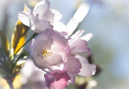 *** Simple beauty *** - flowers, beauty, simple, nature