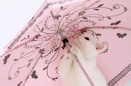 sweet kitten - beauty, umbrella, pink, sweet, cute, kitten