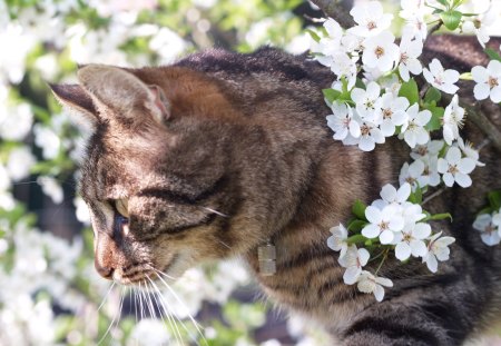 *** Cat and spring *** - flowers, cats, animal, animals