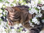 *** Cat and spring ***