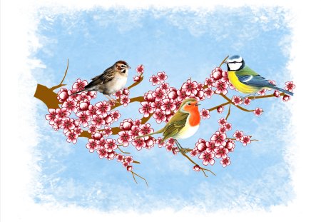 spring birds - blossom, robin, birds, spring