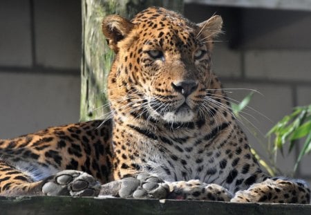 *** Jaguar *** - cats, animal, animals, jaguar, wild