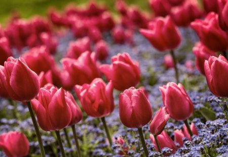 *** Tulips *** - flowers, flower, nature, tulips