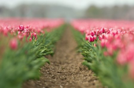 *** Amazing pink tulips *** - flower, tulips, pink, flowers, nature