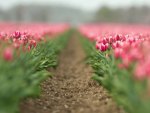 *** Amazing pink tulips ***