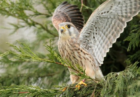 *** Beautiful Falcon *** - birds, animal, animals, falcon