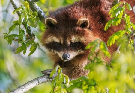 *** Red panda ***