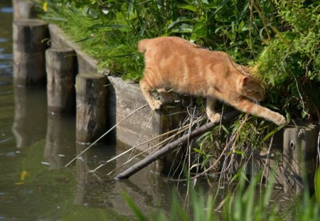 *** Ginger cat *** - cats, animal, animals, cat, ginger