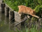 *** Ginger cat ***