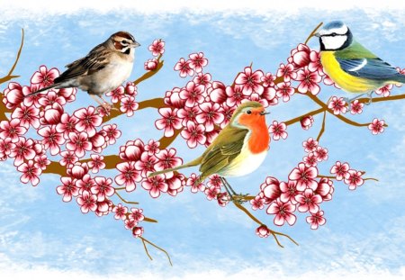 spring birds 1366 x 768 - blossom, robin, birds, spring