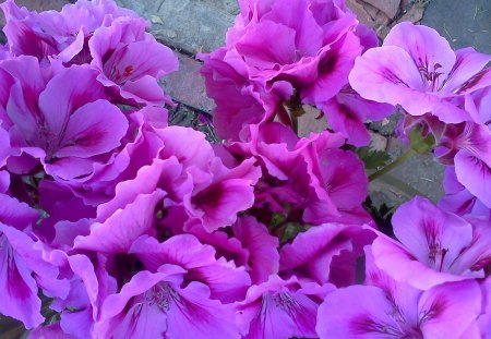 Martha Washington Geranium - purple, pretty, happy, spring