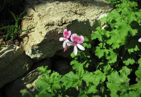 Flowers Rejuvenate life 46 - garden, purple, pink, flowers, photography, green